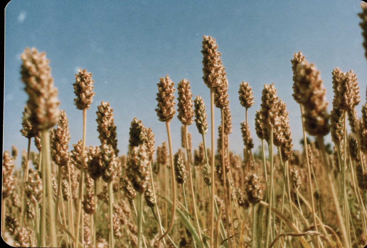 Are there any risks associated with taking too much psyllium husk? by