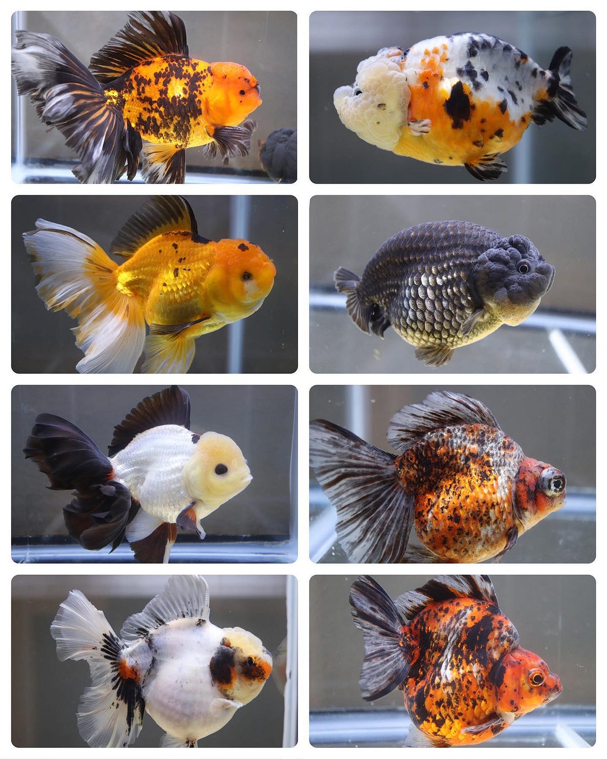 The Ultimate Guide To What Goldfish Eat | by ChuChu Goldfish | Medium