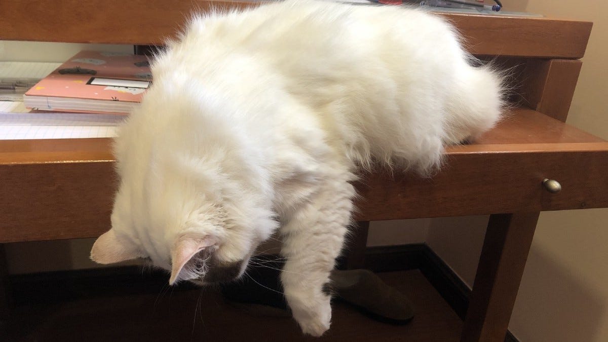 Machine Learning Cats and Dogs Breeds Classifier by Mariana Santos