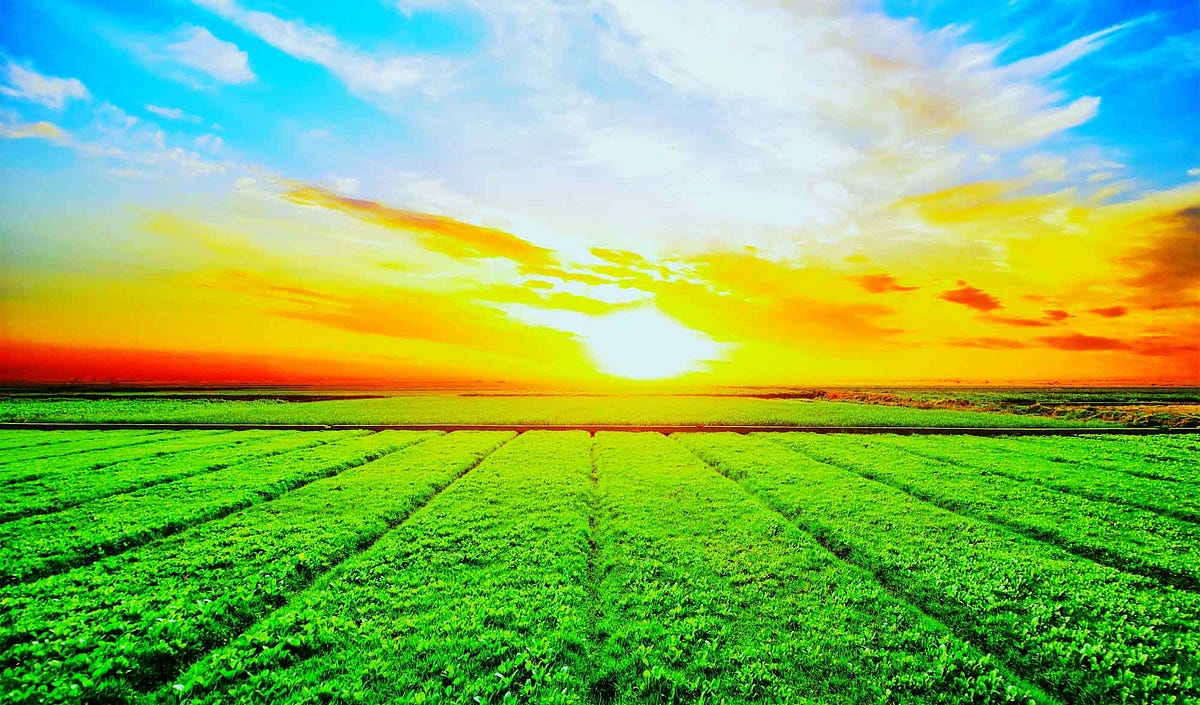 The Power of the Harvest