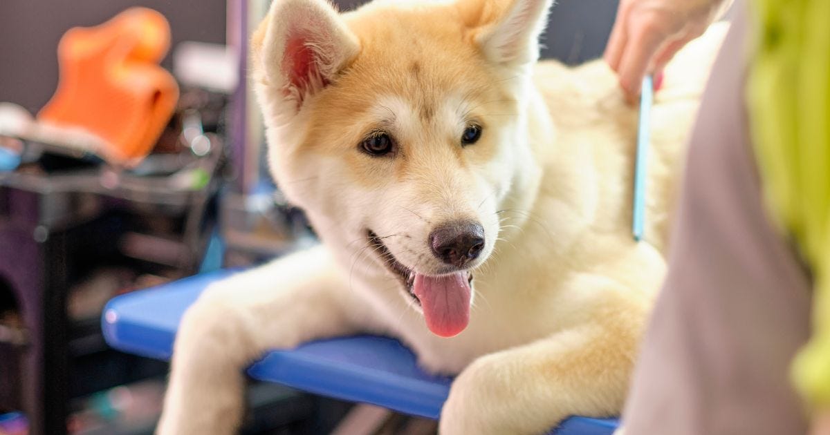 Akita Grooming Guide for the First-Timer Pet Parents | by Spartanakitas