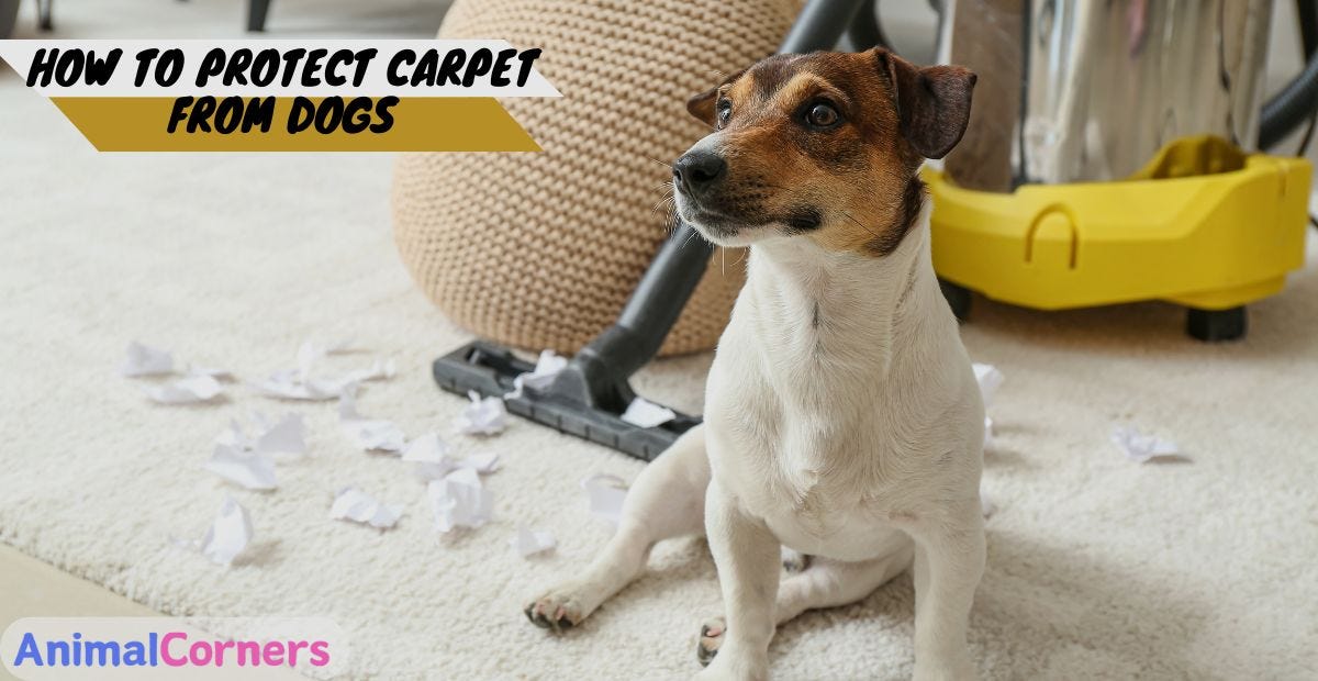 How to Protect Carpet from Dogs. If you love your dog but also value