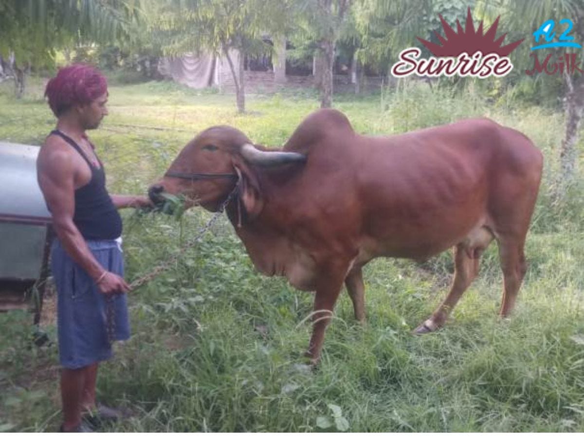 Natural Cow Milk Jaipur The Benefits Of Drinking Fresh Milk Directly From Cows by