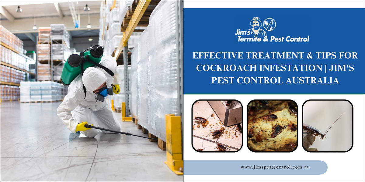 Effective Treatment & Tips for Cockroach Infestation Jim’s Pest