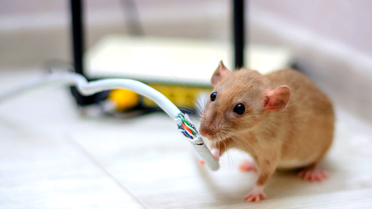 Why Do Mice Chew Wires?. Mice — they’re not just tiny little… by Ms