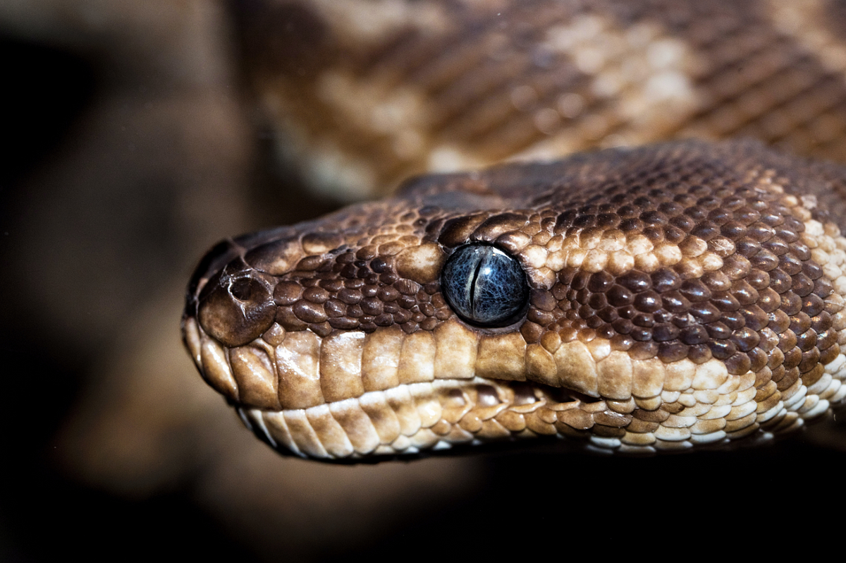 PCAP — Certified Associate in Python Programming — Yet Another IT ...