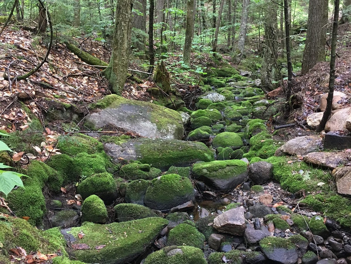 Ouch, Oh. Forest Bathing | by Lesli Evans | May, 2024 | Medium