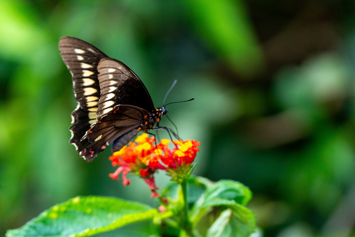 “The Role of Butterflies in Ecosystems Beyond Their Beauty” by Eco