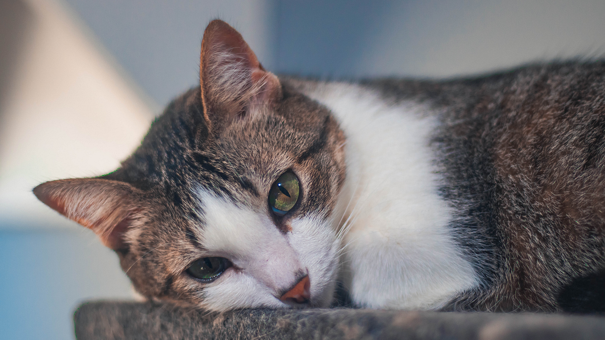 Why Does My Cat Cover His Eyes When He Sleeps? by Cutepetbox Medium