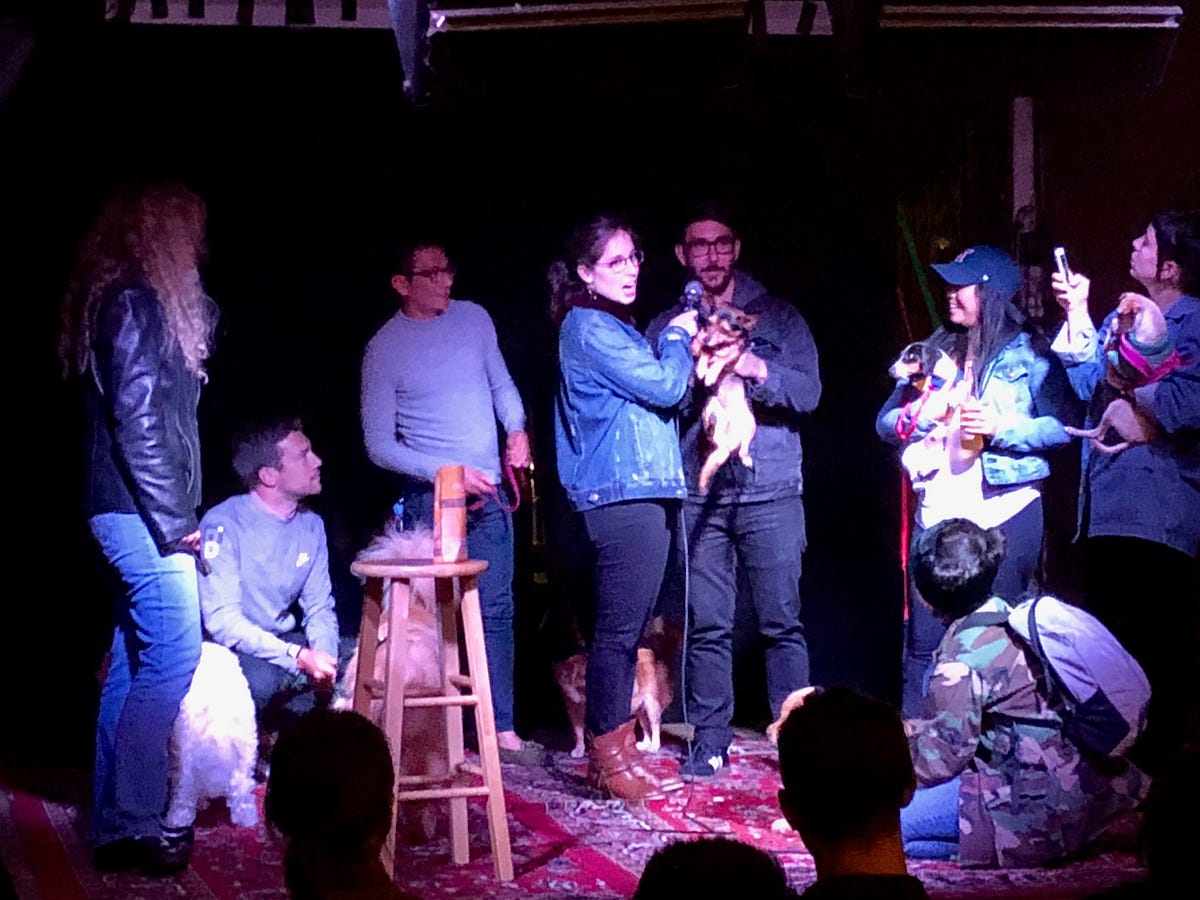 Image of: All the Bay Area Doggo Events for the Borkin’ Best Time