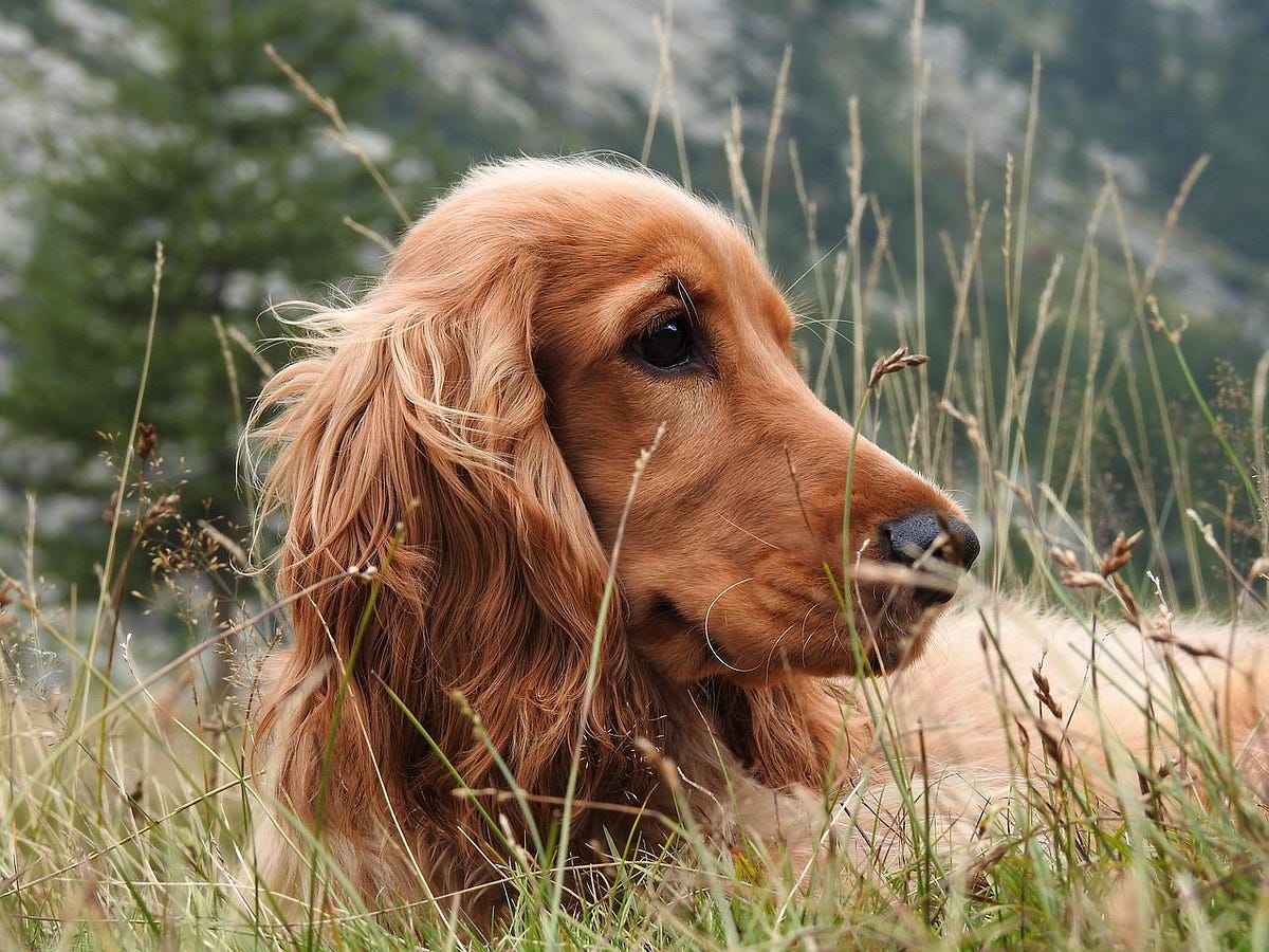 Hacks to Get Your Dog to Take Medicine by Dog Lovers Club Medium