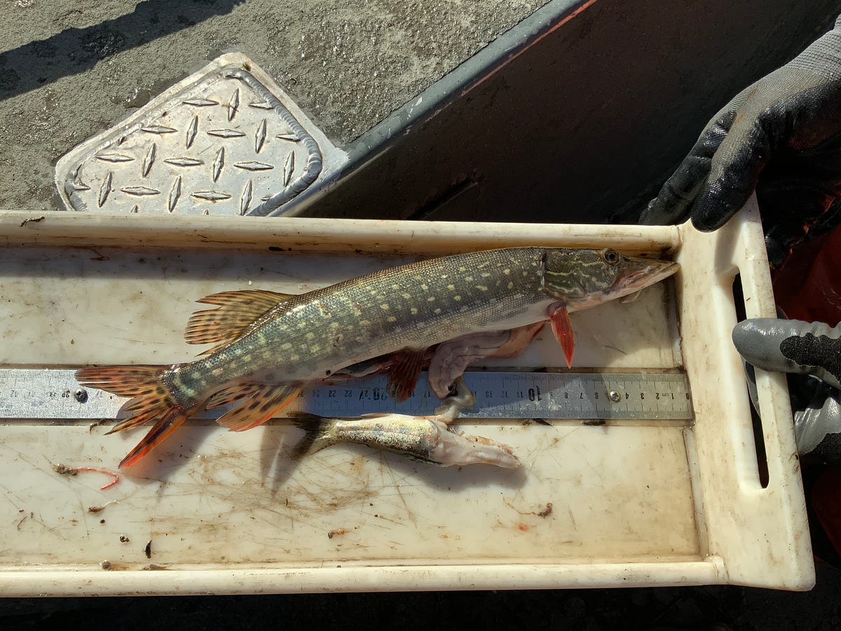 WDFW and Confederated Tribes of the Colville Reservation Partner for