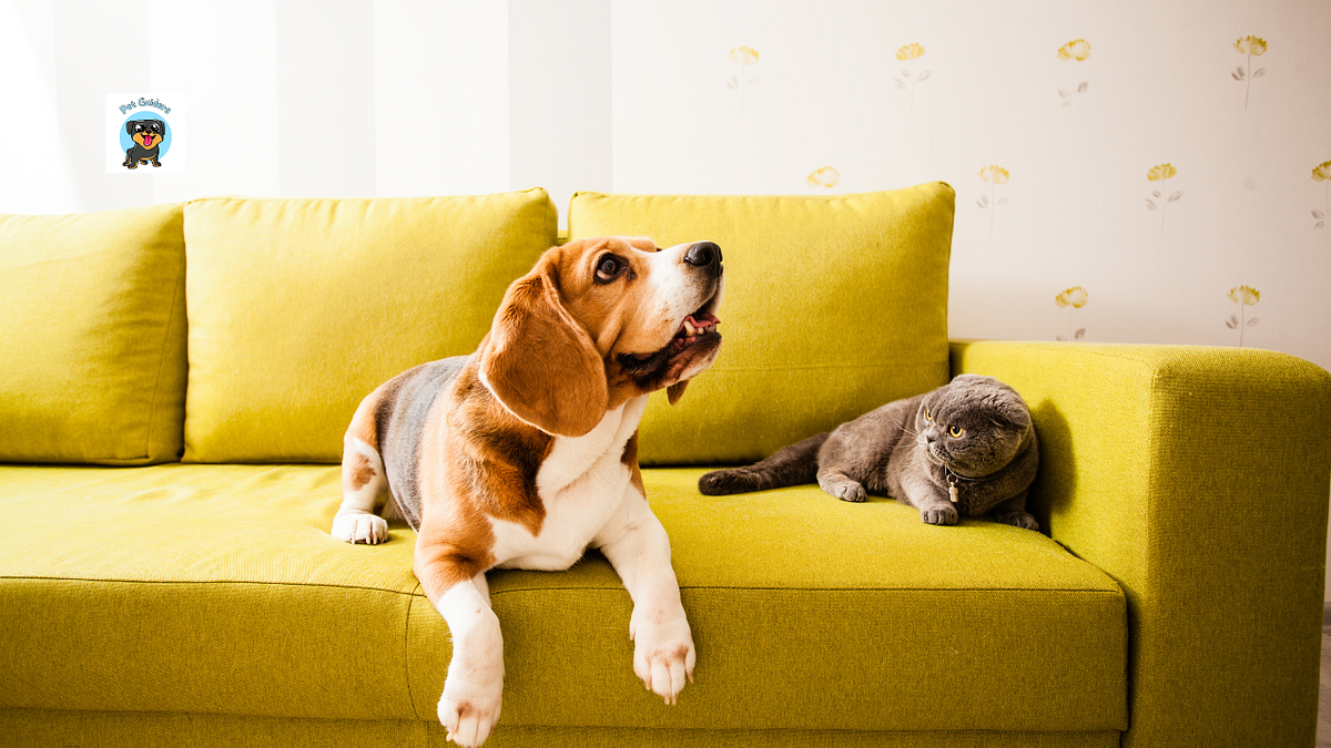 What Sofa Should I Get With Pets In My House? by Pet Guiders Sep