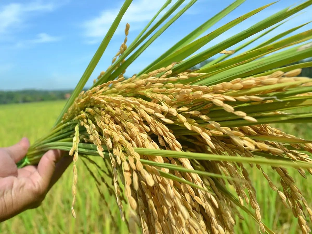 Berapakah Usia Padi Siap Panen Dan Cara Memanen Padi? by Umartkahmad Berapakah Usia Padi Siap Panen Dan Cara Memanen Padi? by Umartkahmad