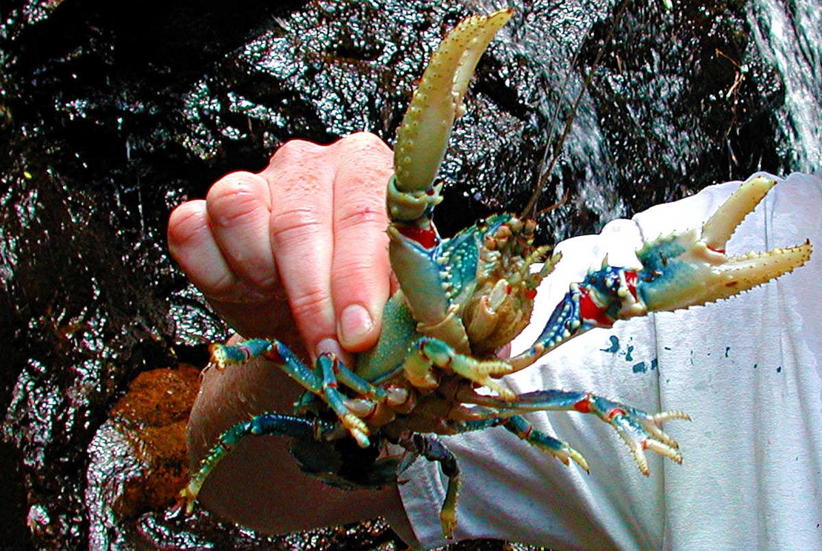 Jordan Peterson and that Damned Lobster by Mike Pole ILLUMINATION