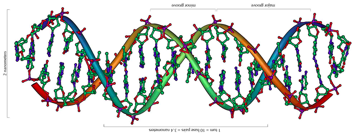 молекула днк. цепочка днк. спираль днк. гены. днк картинки.