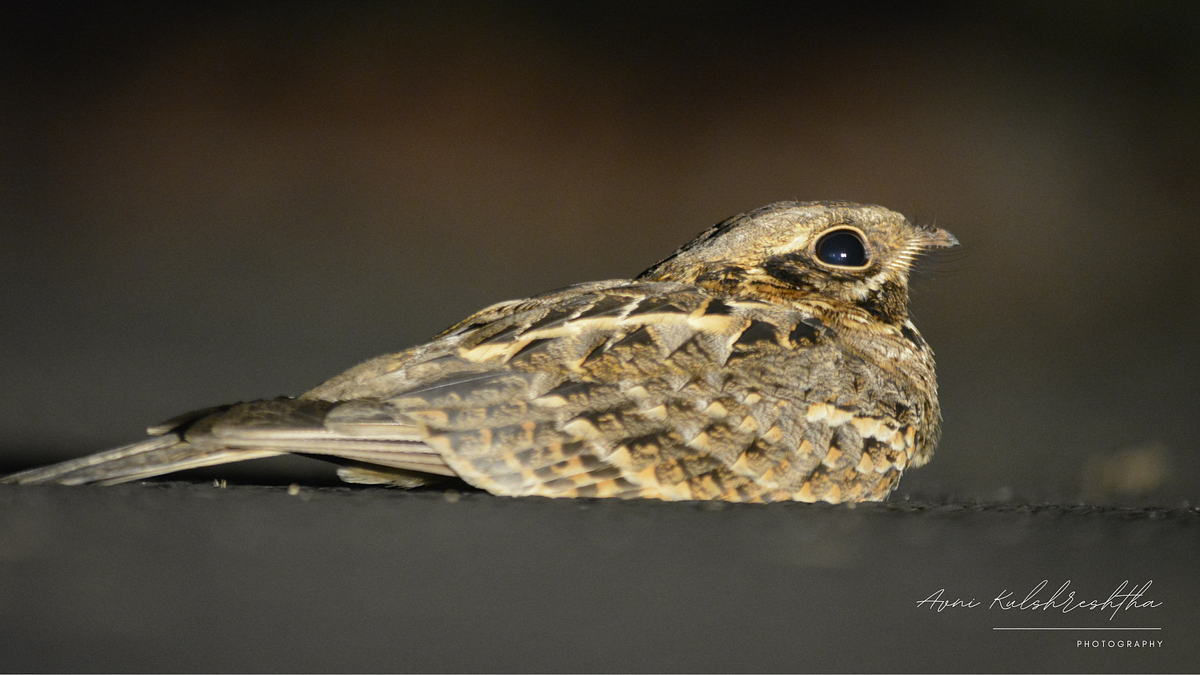 Nocturnal Adaptations in Nightjars | by Avni Kulshreshtha | Medium