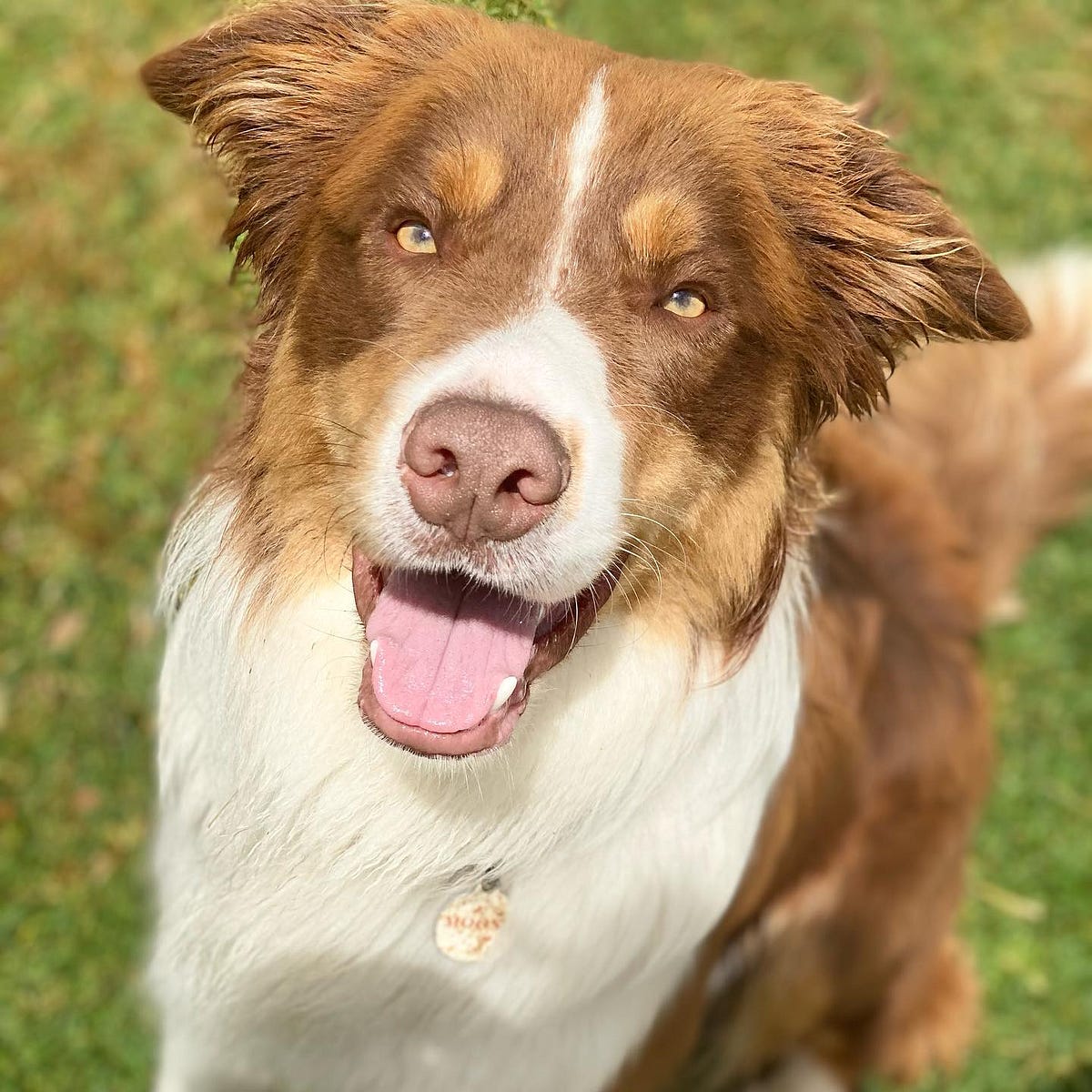 Dog Boarding Melbourne. Dog Boarding Melbourne by A Dogs Domain and