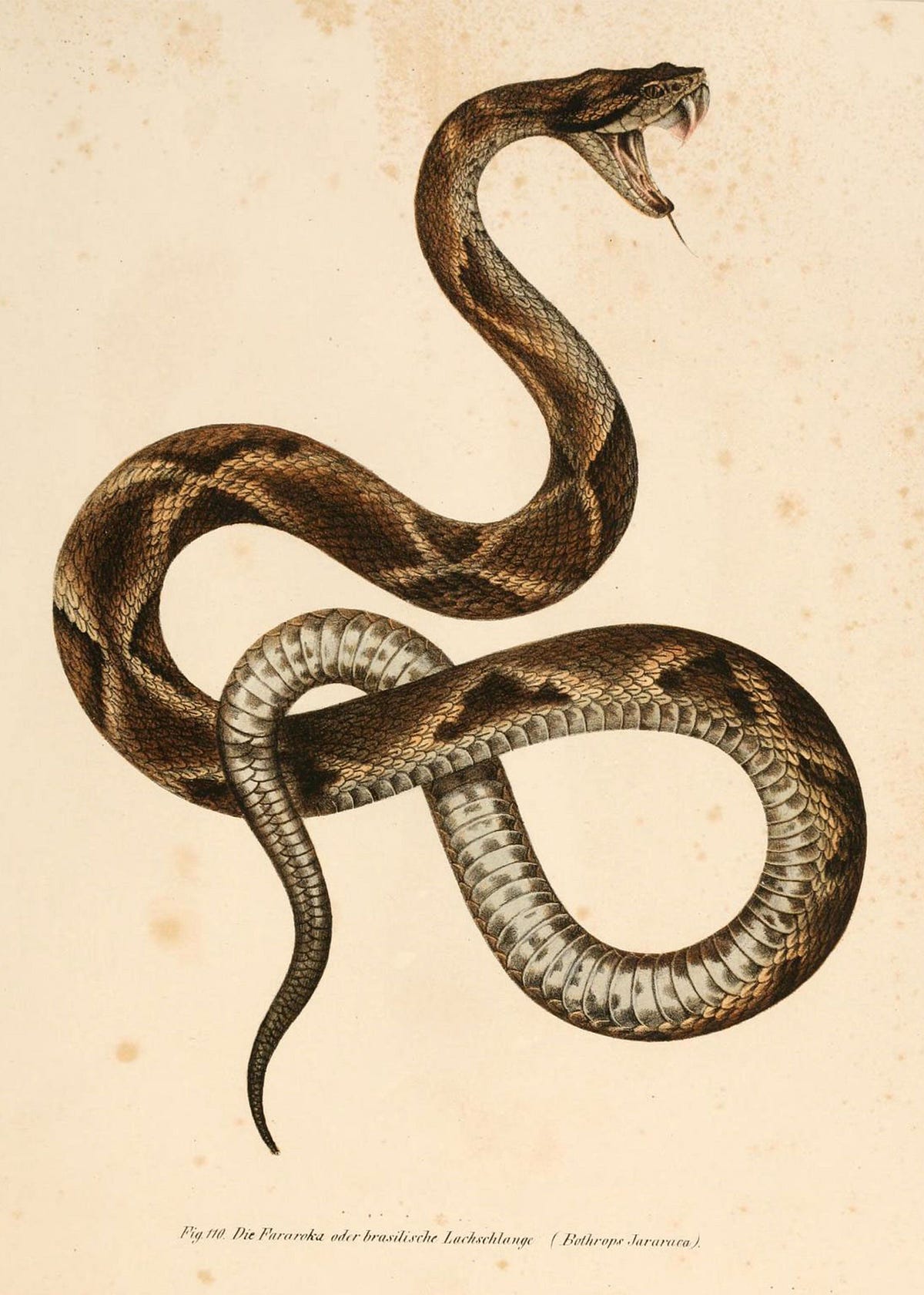 25 ideias de Cobra  belas cobras, cobras, serpente