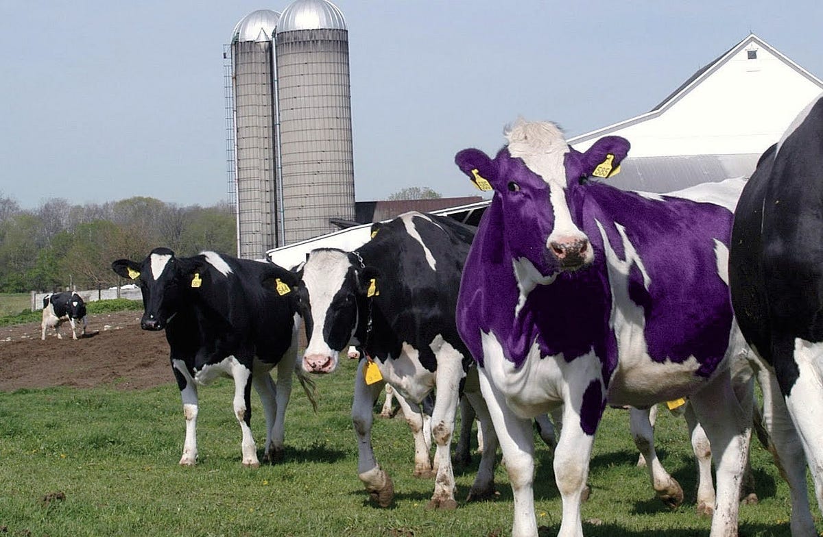 Una vaca púrpura. #DailyMil 4 - ¿Qué es una vaca púrpura…