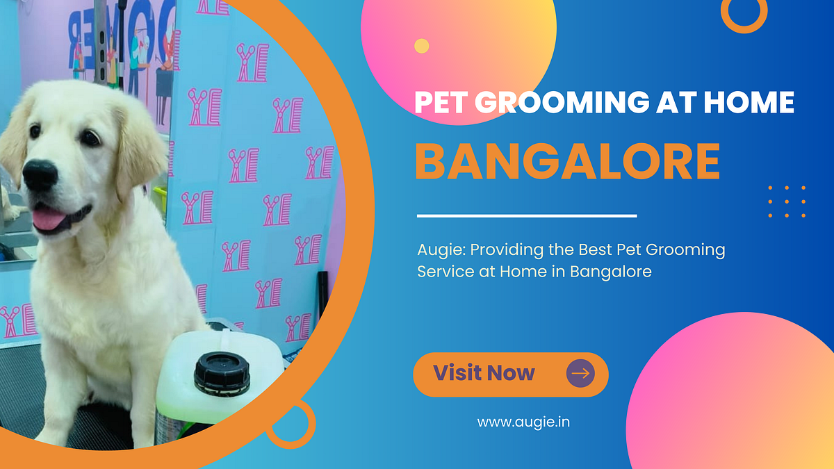 AtHome Pet Grooming In Bangalore by Augie Pets Medium