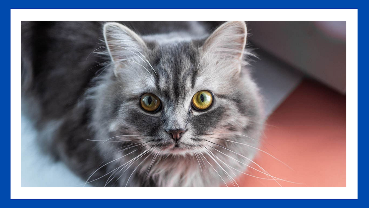 DO SQUIRRELS EAT CAT FOOD UNVEILING THE NUTTY TRUTH by Ap Jan, 2024