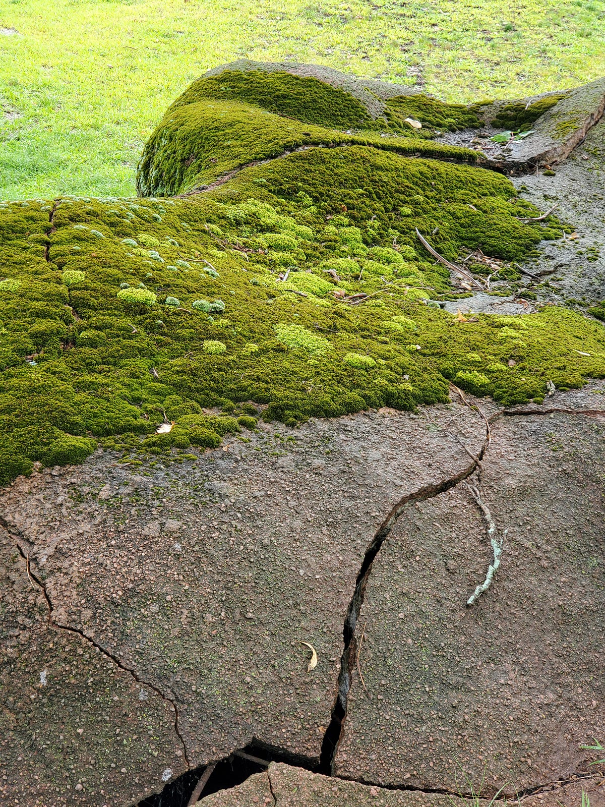 The Magic of MOSS. come read some quick fun facts about… by from deep