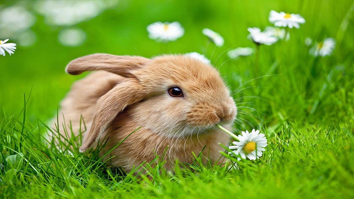 Is your bunny happy? 10 signs to look for happy rabbits by Make