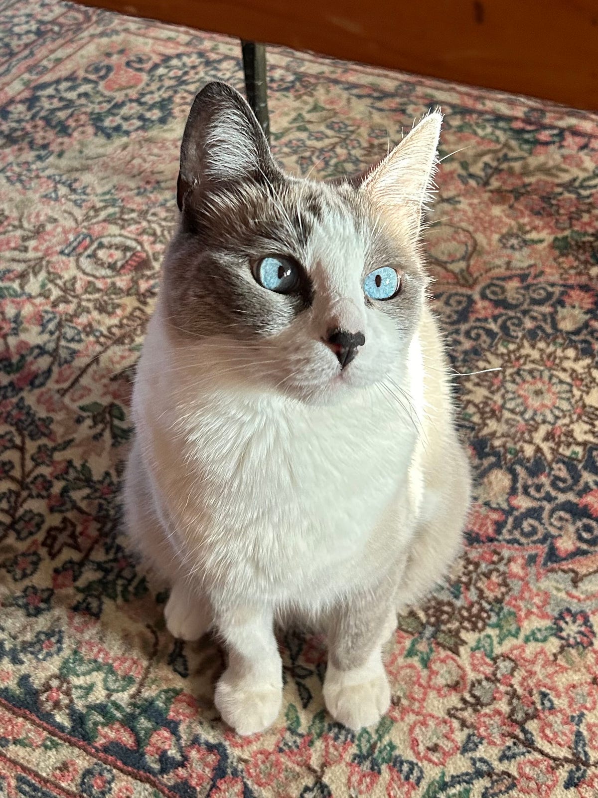 Give Me One Reason. It’s Simple, if you’re a cat by Denise Lindgren