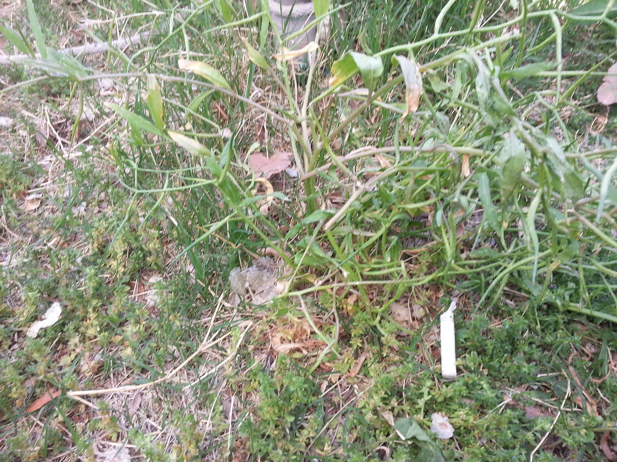 What is a Weed?. What is a weed? | by Troy Harmon | Medium