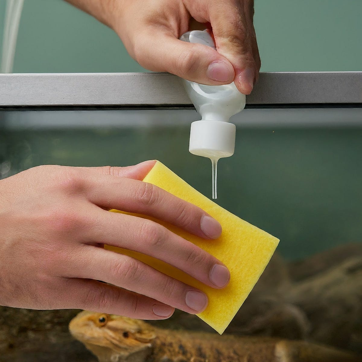 Can I Use Dish Soap to Clean a Bearded Dragon Tank? Medium