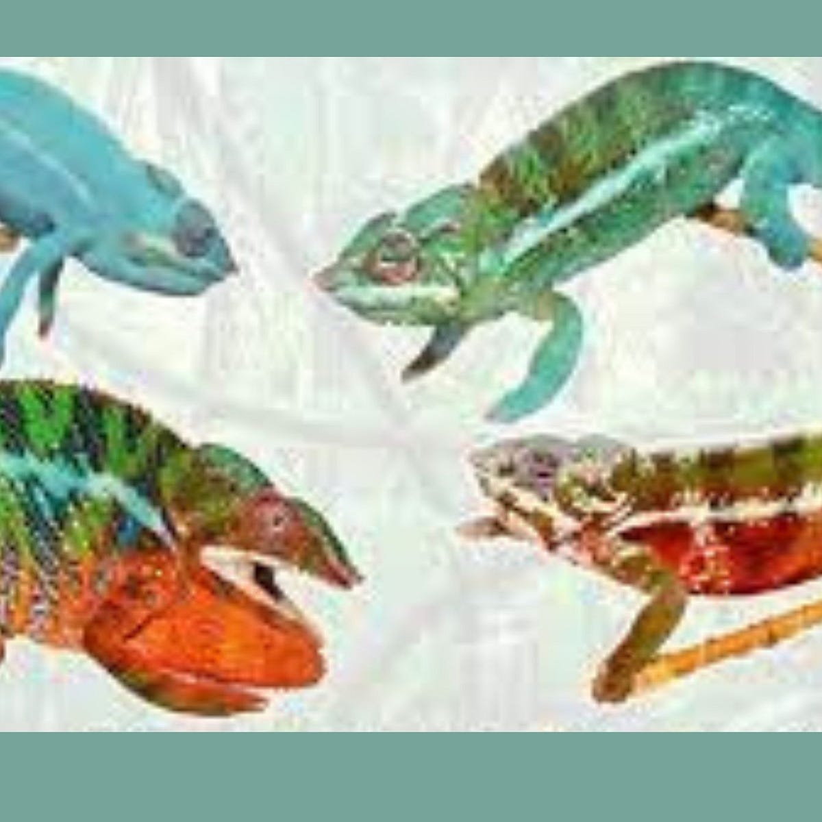 Mastering the Art of Reptile Care Insights from a 4Year Reptile