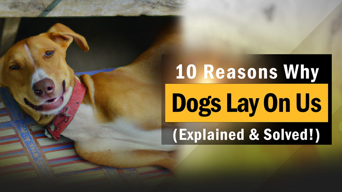 10 Reasons Why Dogs Lay On Us (Explained & Solved!) puppyplaying