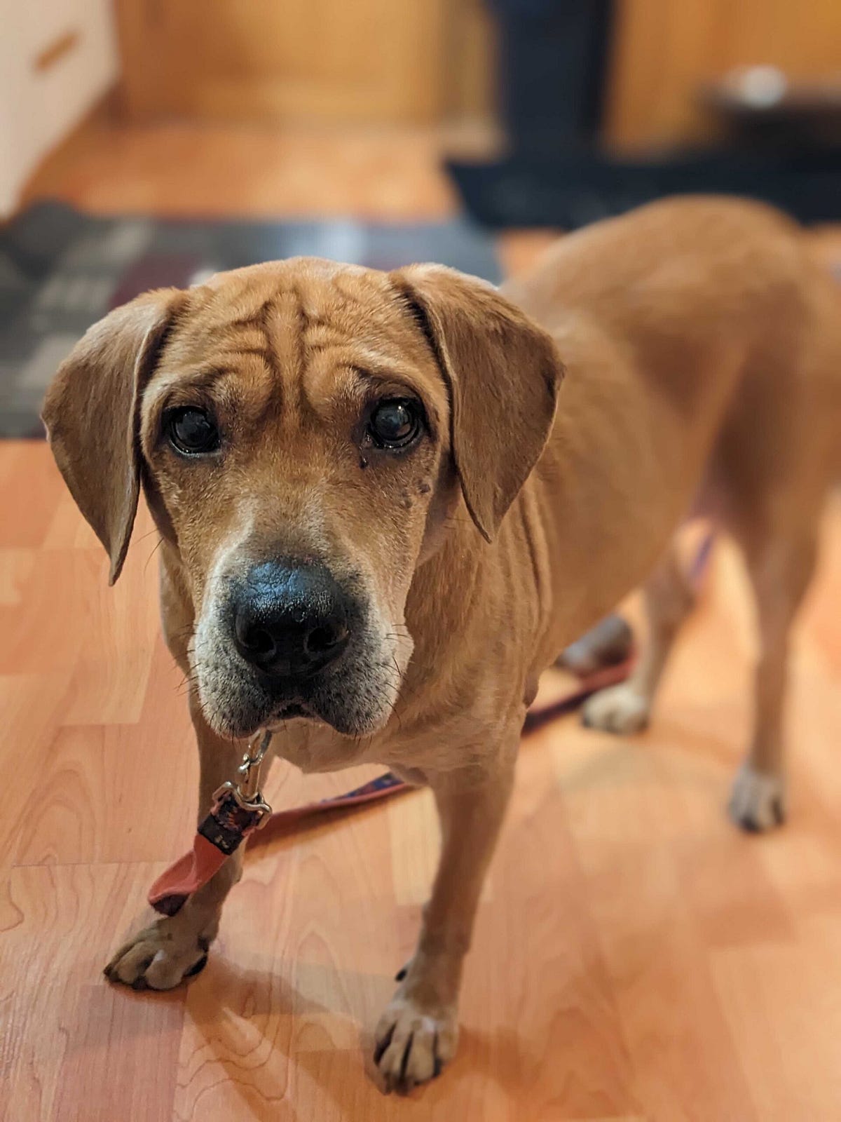 Training a Newly Adopted Adult Dog to Stop Chewing on Household Items