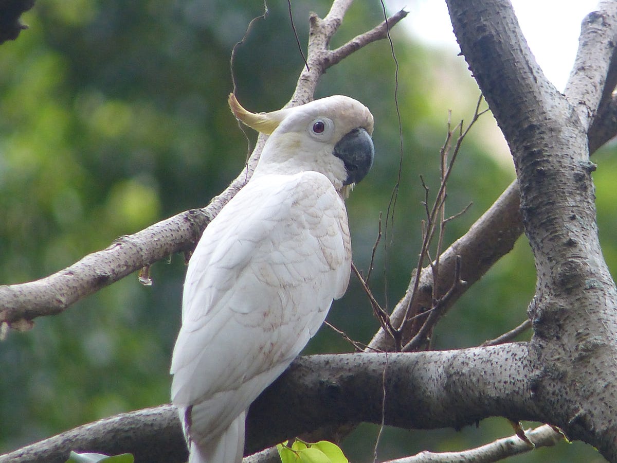 Species for Sale Yellow crested Cockatoo by WWF HK Panda blog