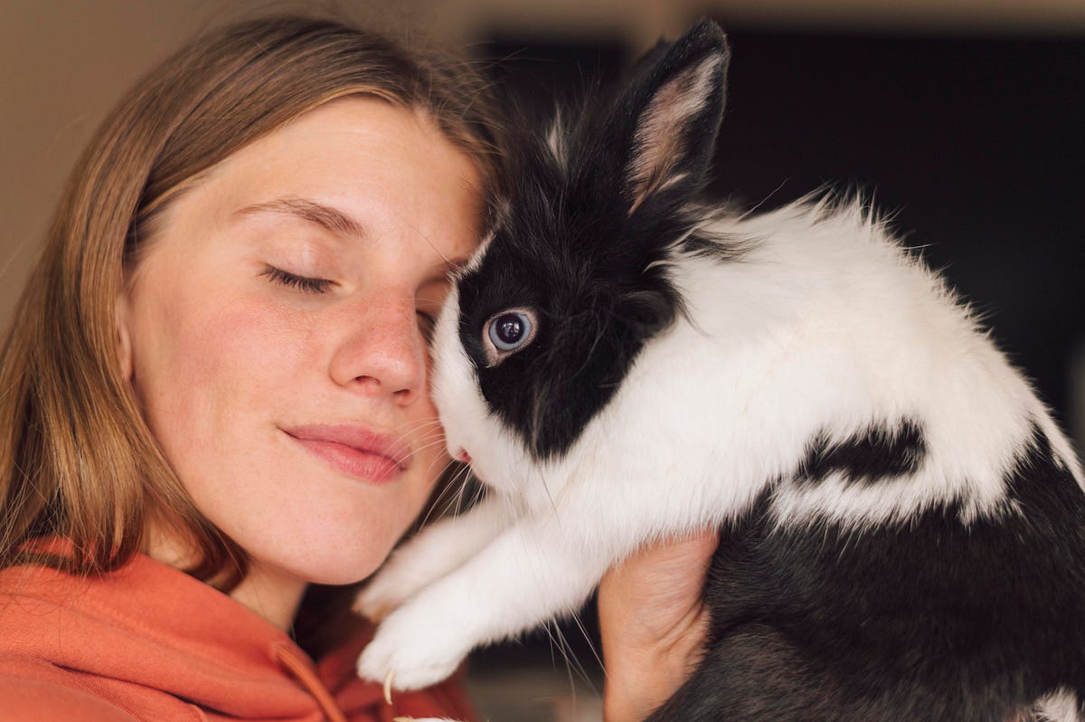 Why Does My Rabbit Lick Me? RabbitInsight Medium