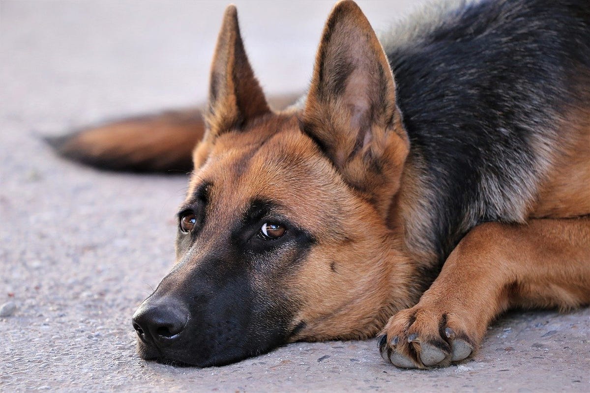 German shepherd Stomach Problems. German shepherds are portrayed as a
