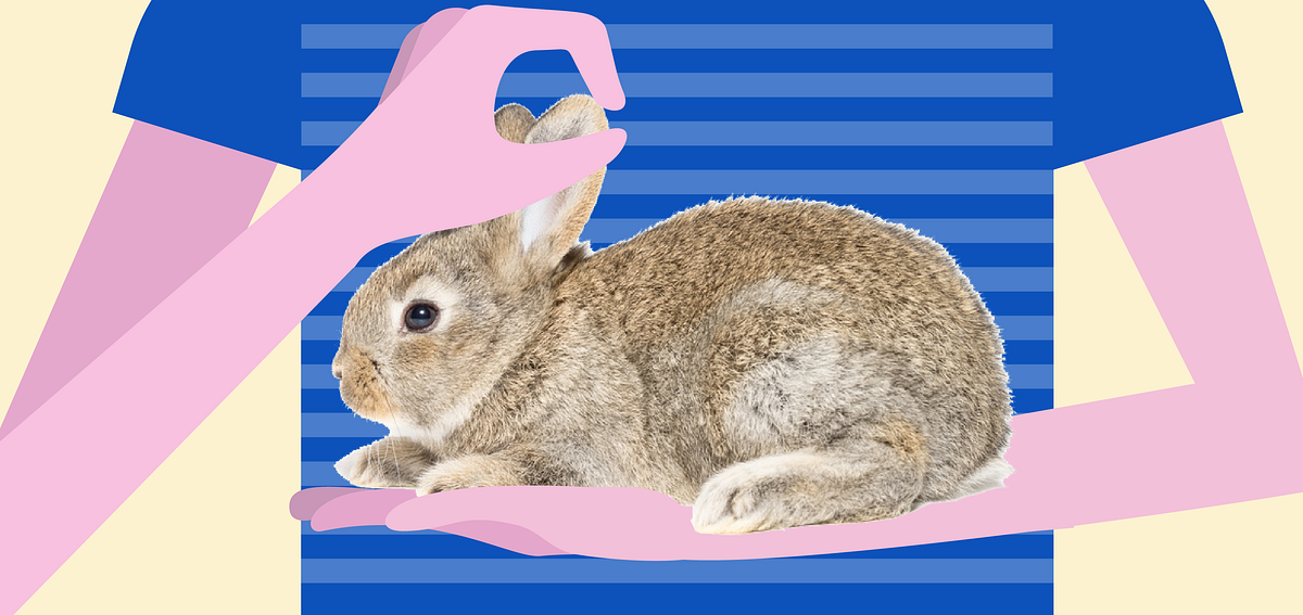 Découvrez le lapin !. Très tendre et facile à apprivoiser, un… by Côté Nature Côté Nature