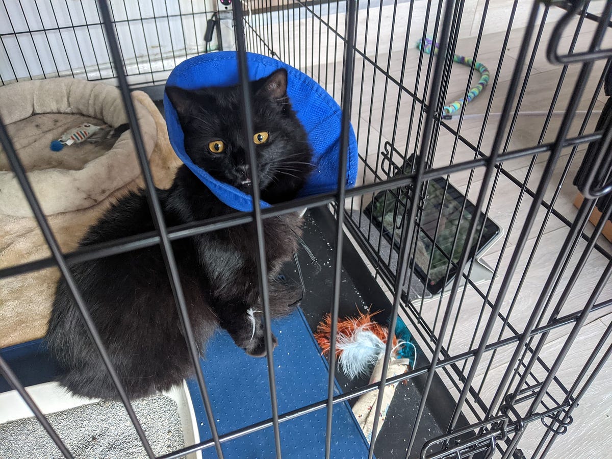 Eight weeks of cage rest our cat’s recovery from a fractured femur