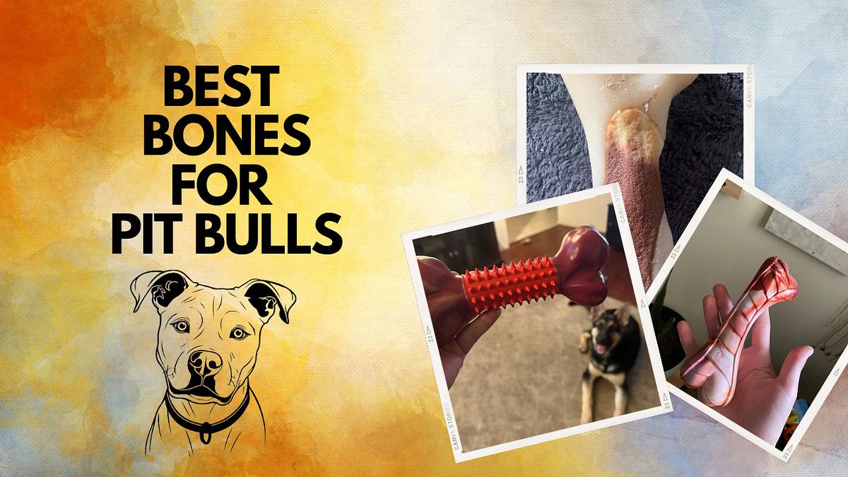 Best Bones For Pit Bulls Pros, Cons, How To, FAQs & More by Digi1