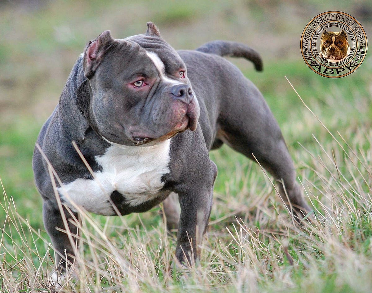 American Bully health issues: Dysplasia, allergies, eye problems