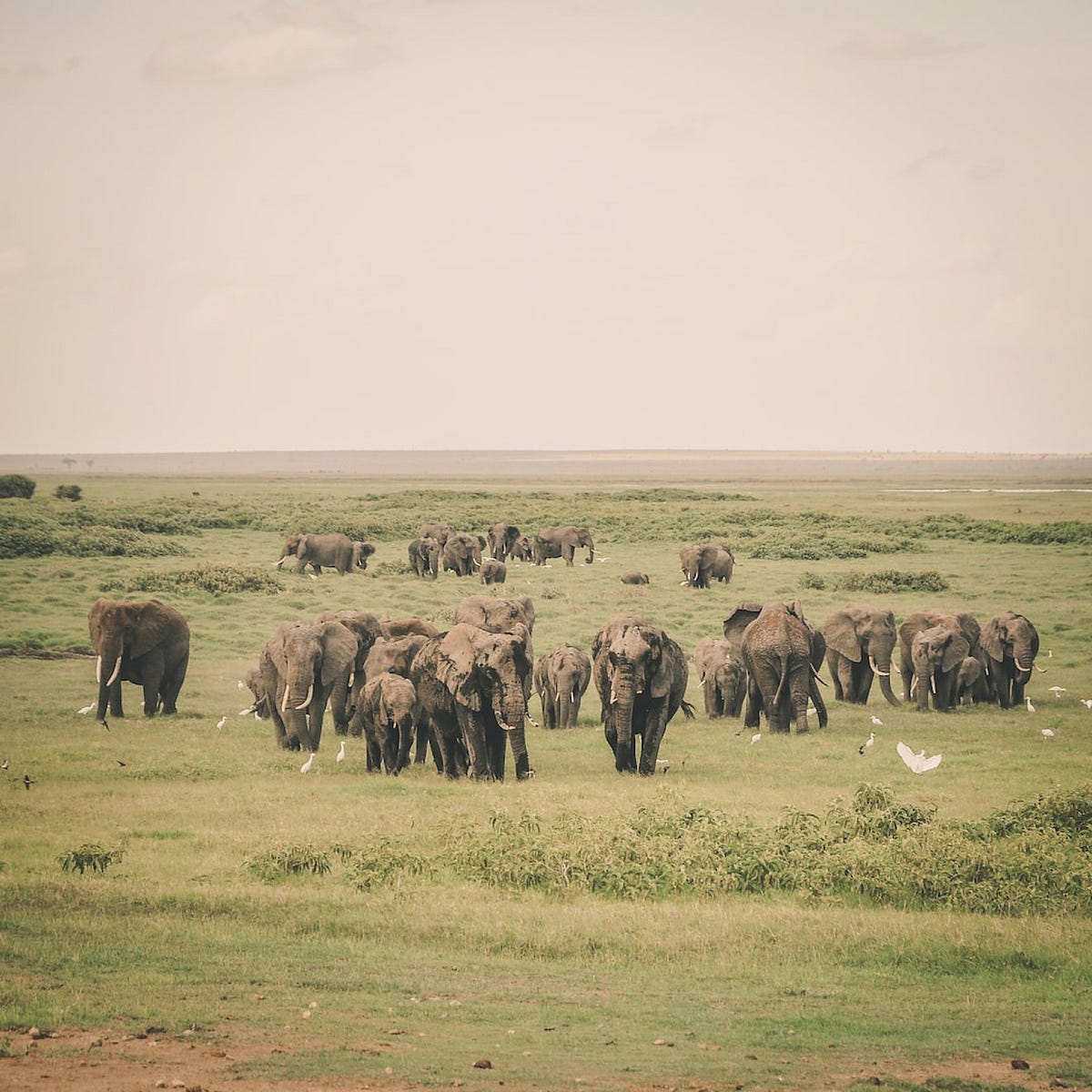 These Are The Fun Names For Groups Of Wildlife By Warren Thurlow baby-girl-names-meaning-love-of-god-photos-idea