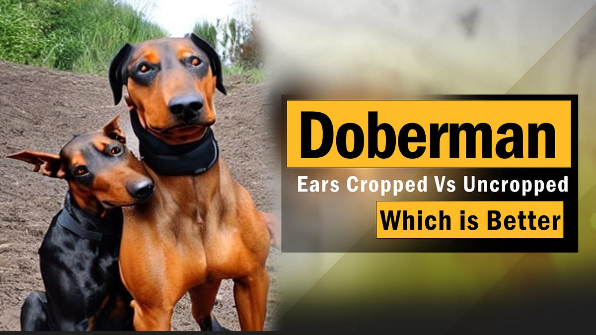 Doberman Ears Cropped Vs Uncropped Which is Better puppyplaying Medium