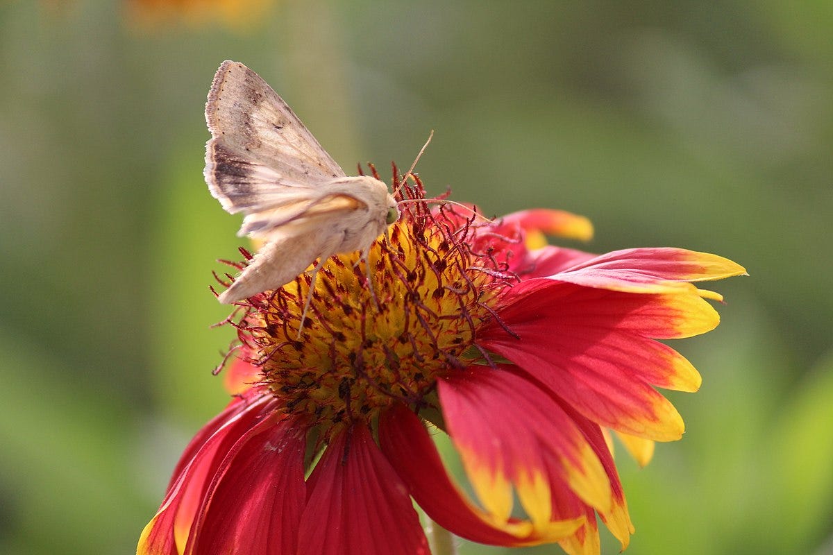 Uncommon Pollinators. Many know of the most common ways… | by Hannah M ...