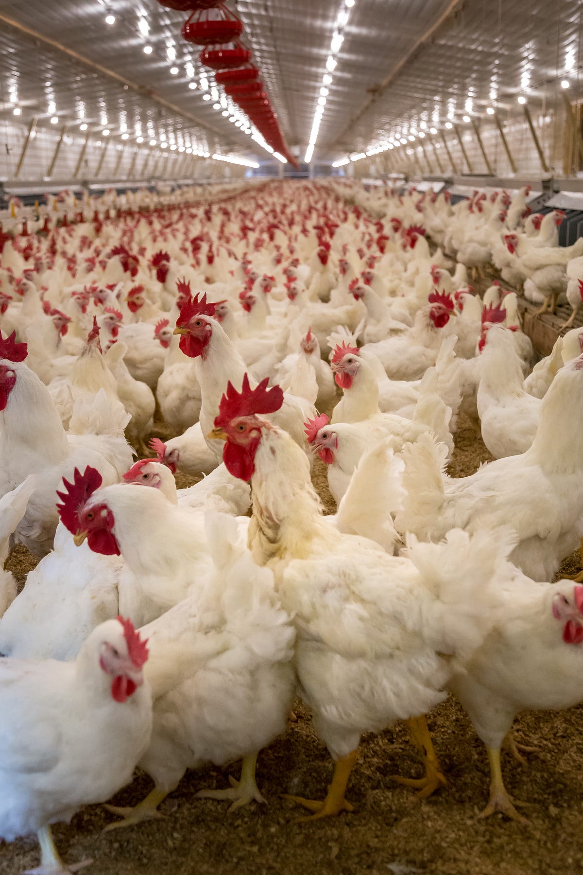 Why Egg Rate today increase in India ? | by insightsFYI | Jul, 2023