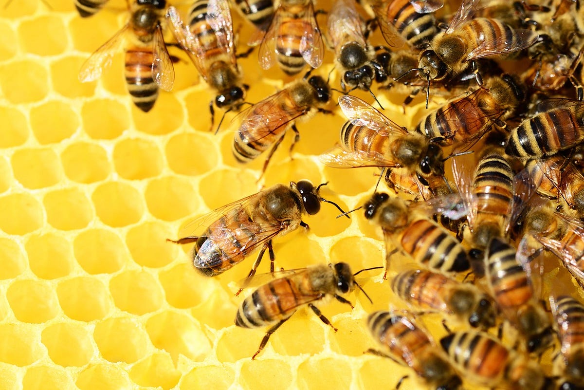 The importance of bees to our ecosystem by Emil B Medium
