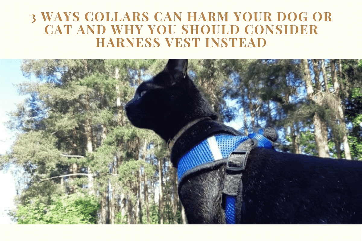 3 Ways Collars Can Harm Your Dog or Cat and Why You Should Consider Harness Vest Instead by
