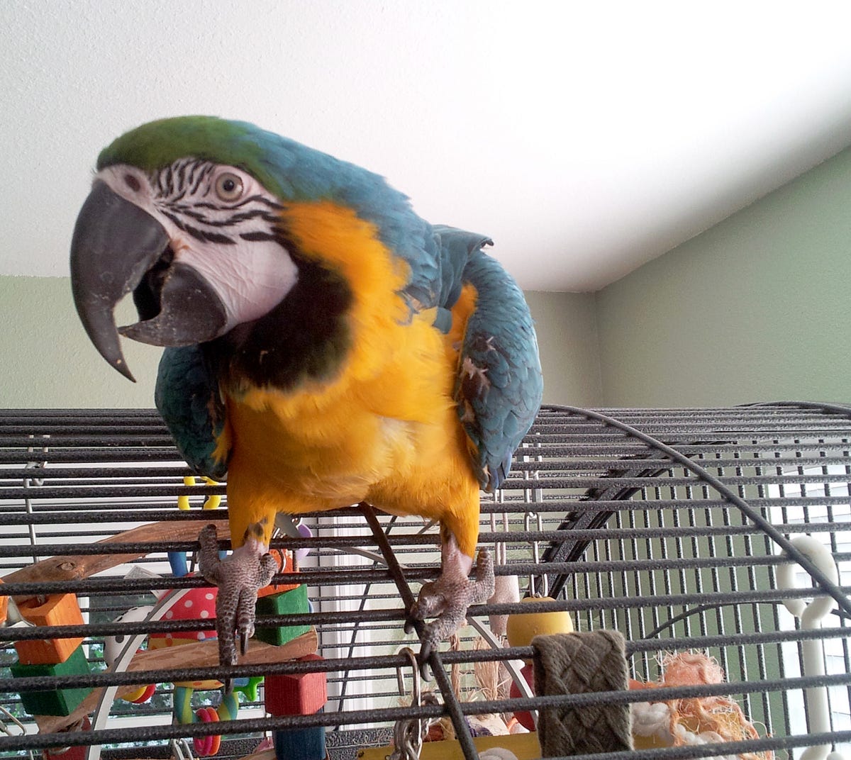 Are Parrots Hard to Take Care of? Medium