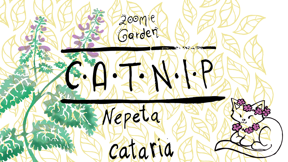 Cats Don’t Like Catnip for the Reason You Think. by Alexandre Porto
