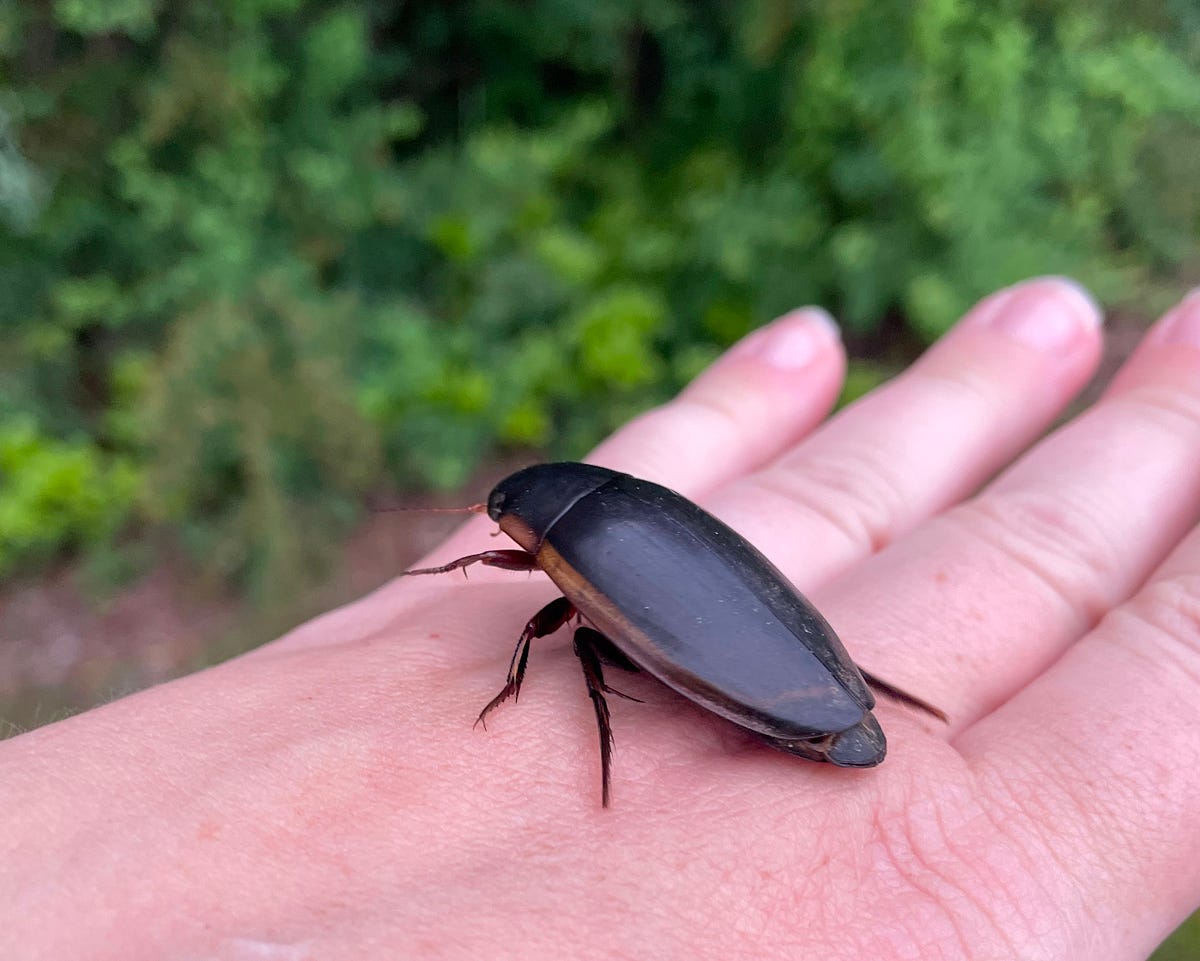 Summer Bugs of New England. A visual showcase of the northeast’s… | by
